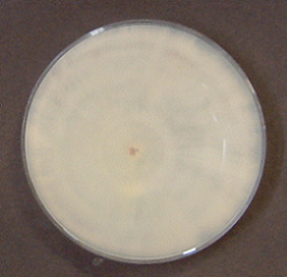 Pycnoporus coccineus2(PYC-Pslh)